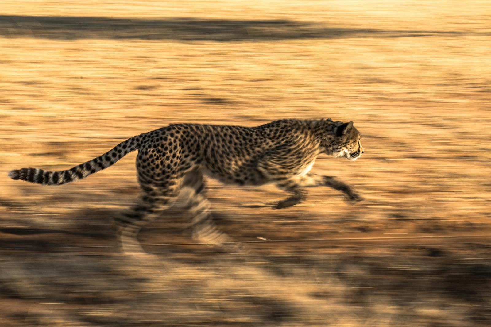 cat introduction: A dynamic capture of a leopard sprinting through the savanna, showcasing its agility and speed.