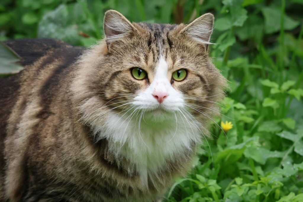 Cats hunting: A fluffy tabby cat with green eyes in a vibrant garden setting, showcasing nature's beauty.