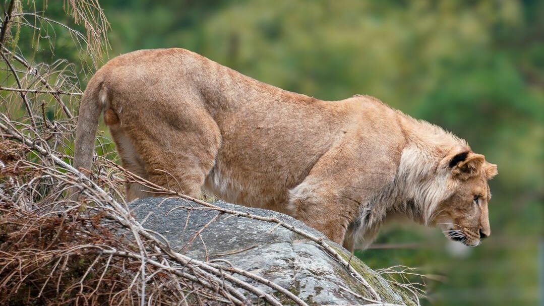 A lioness standing on a rocky outcrop in a forested environment, intently observing something below her. The background consists of green foliage and a natural wilderness setting.