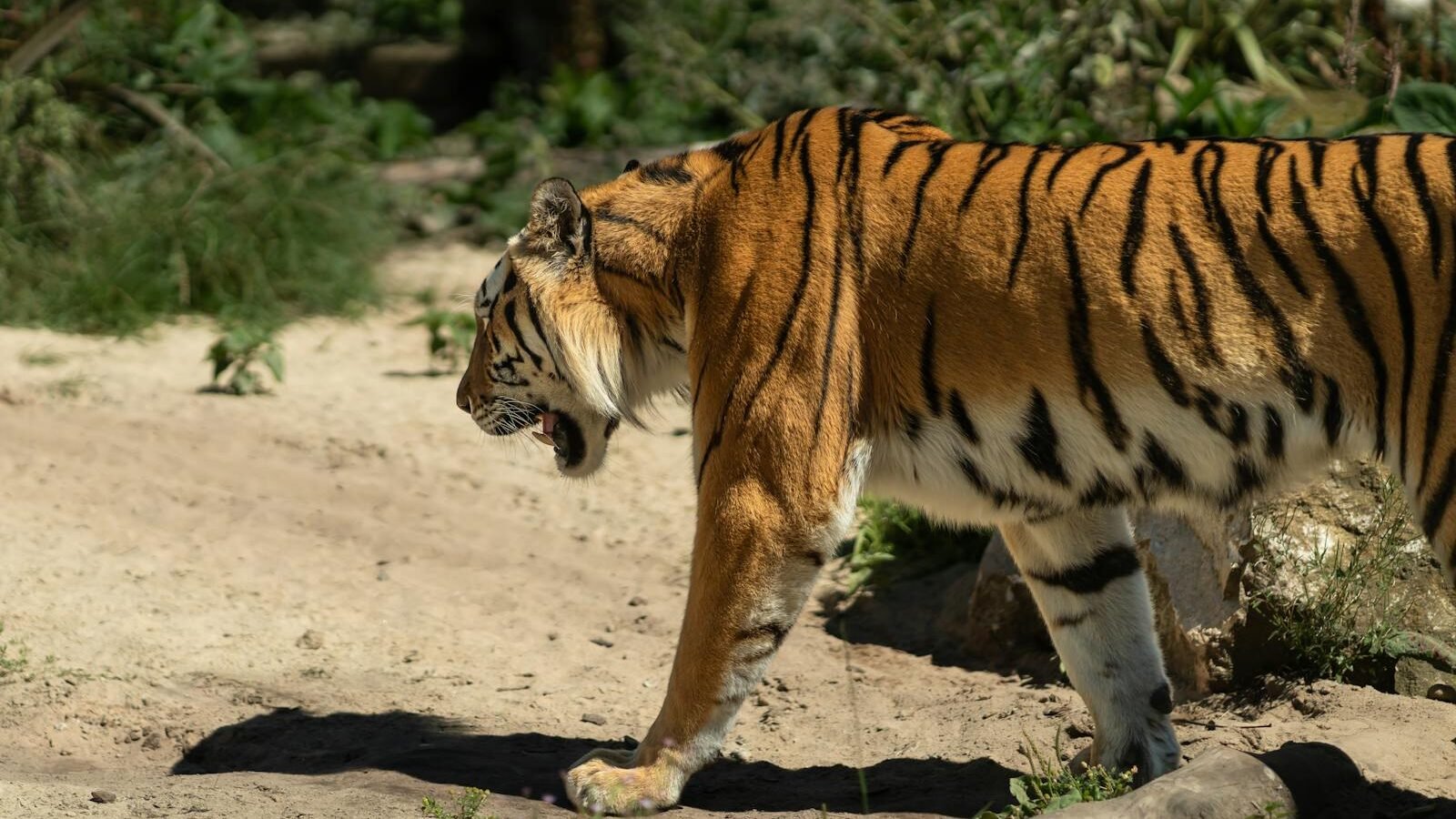 A Bengal tiger walking gracefully on a sandy path surrounded by lush greenery. The tiger's striking orange coat with black stripes highlights its majestic presence in a natural habitat.