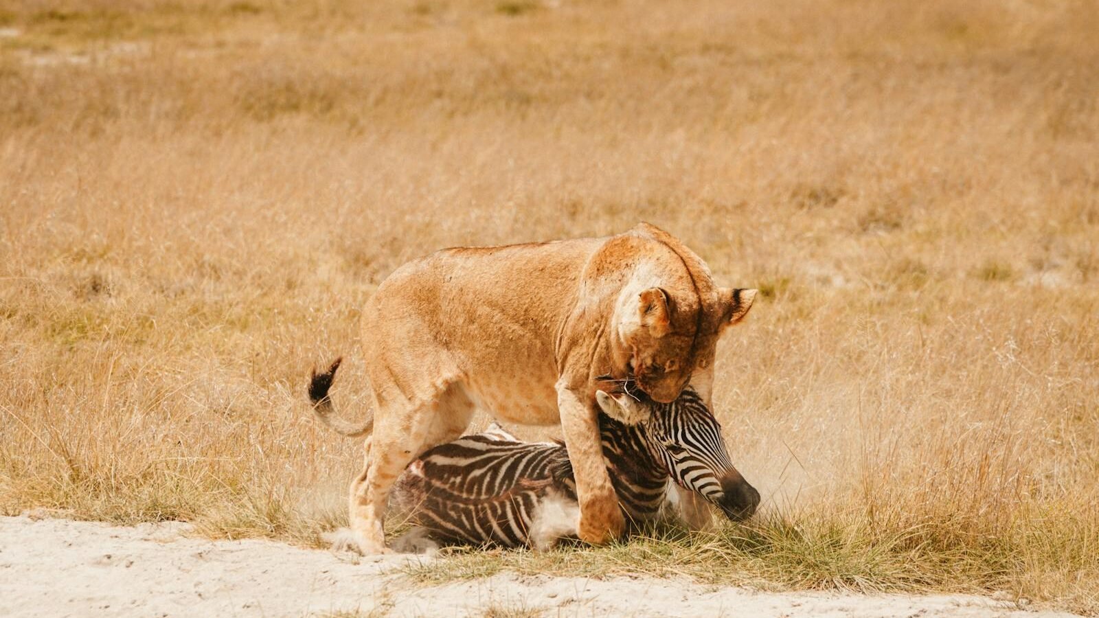 A lioness hunting and pinning a zebra in a grassy savanna, demonstrating its natural hunting instincts and survival skills in the wild.