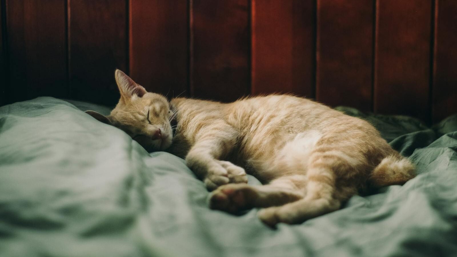 A ginger cat peacefully sleeping on a green blanket in a dimly lit room, with a wooden headboard in the background creating a warm and cozy atmosphere.