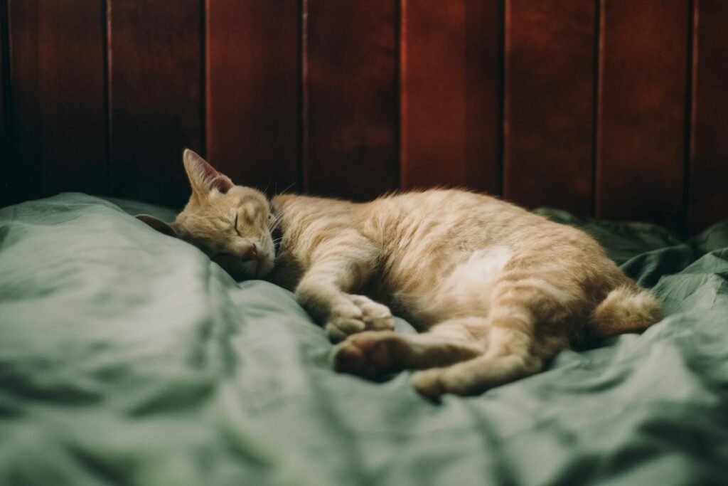 Cats dream: An adorable ginger cat sleeping soundly on a cozy bed, creating a warm and peaceful atmosphere.
