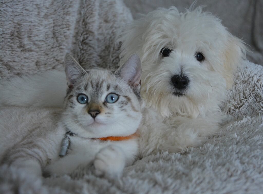 dog, cat, animals, dog cat, domestic animal, pets, white fur, cute, complicity, pet, little dog, doggie, female, dog, cat, dog cat, dog cat, nature, animal, dog cat, dog cat, dog cat