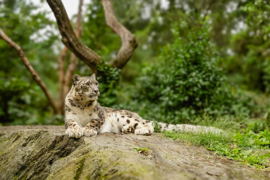 mountain climate: Snow leopard relaxing on a rock surrounded by lush greenery in summer.
