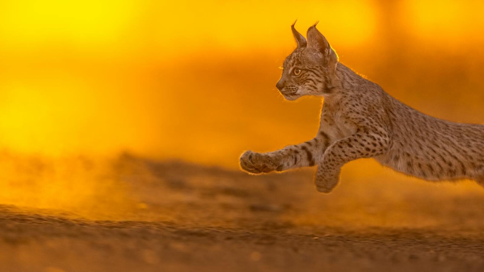 An Iberian Lynx gracefully jumps across the Spanish landscape during a vibrant sunset.