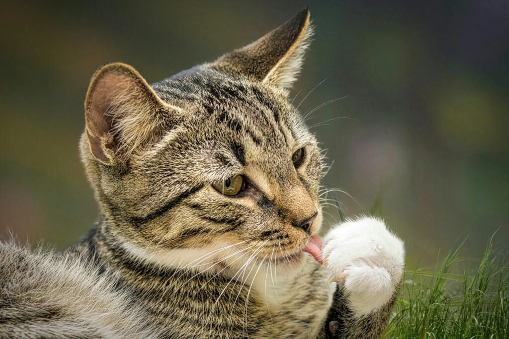 Pest control: A relaxing tabby cat groom, licking paw in a sunny outdoor setting.
