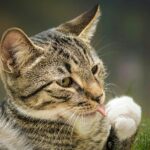 Pest control: A relaxing tabby cat groom, licking paw in a sunny outdoor setting.