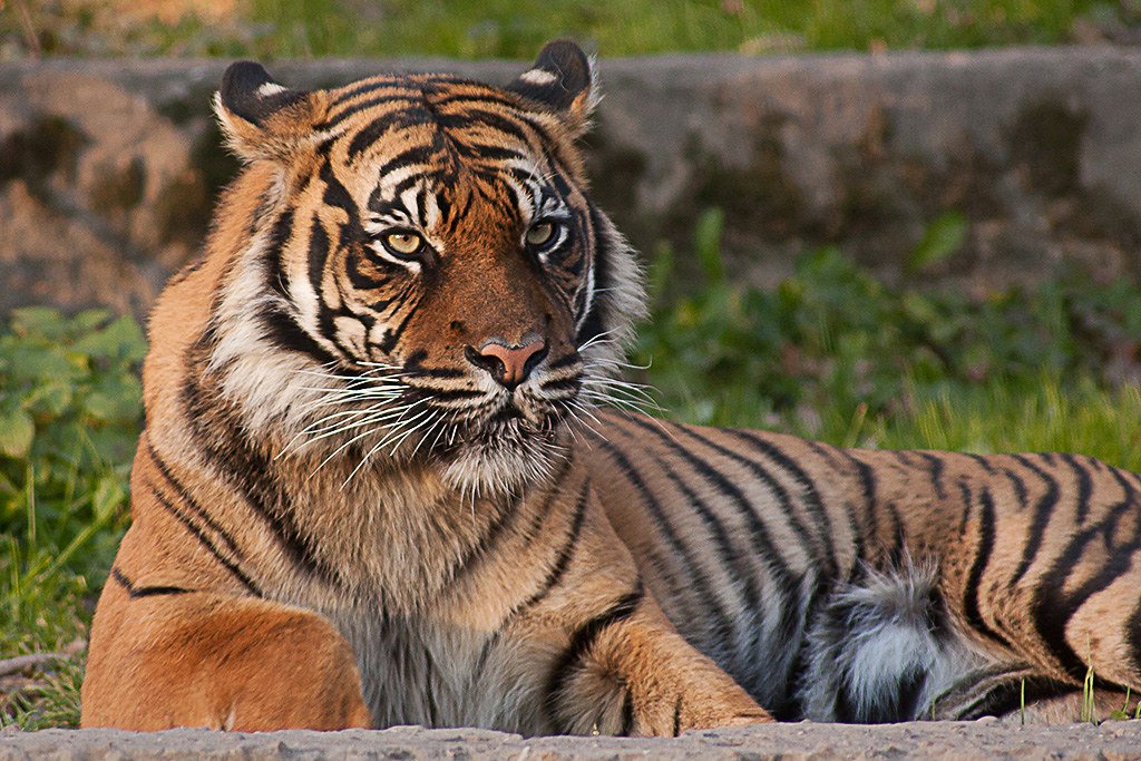 Tiger Rewilding: Photography of Tiger
