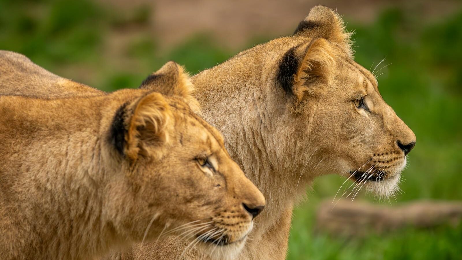 Two lions standing side by side, gazing intently into the distance, symbolizing courage and strength in the wild