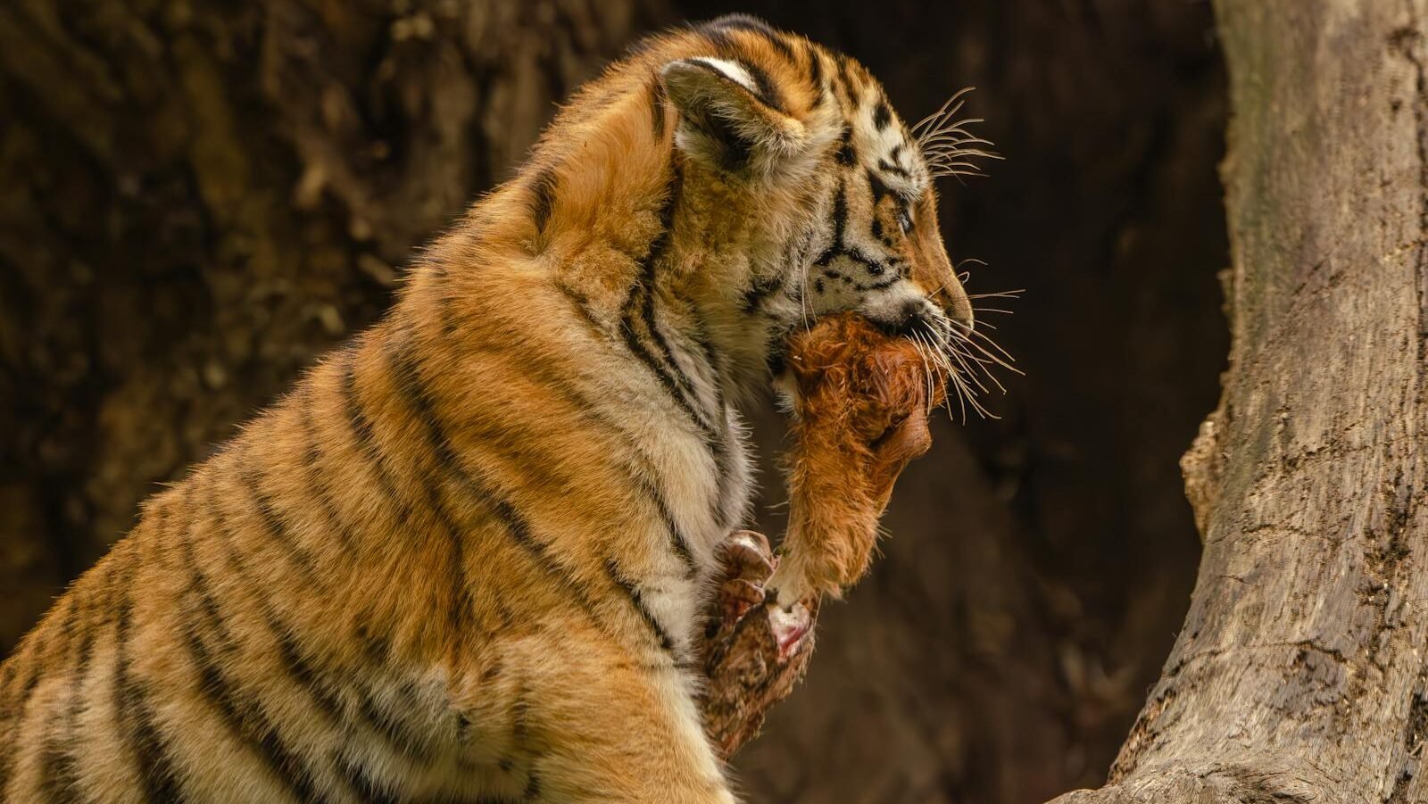 A tiger carrying its prey in its mouth, showcasing its powerful hunting instincts and natural predatory behavior in a forest setting.