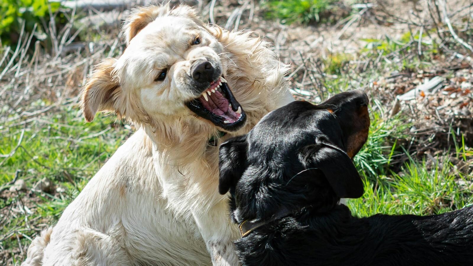 A golden retriever and a black Labrador engaging in rough play on a grassy field. The golden retriever shows its teeth in a playful gesture, highlighting the energetic and interactive behavior of dogs during play.