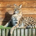A serval, a medium-sized wild cat, lounging on a grassy platform against a wooden structure. Its spotted coat and slender build are characteristic of an indicator species within the big cat ecosystem.