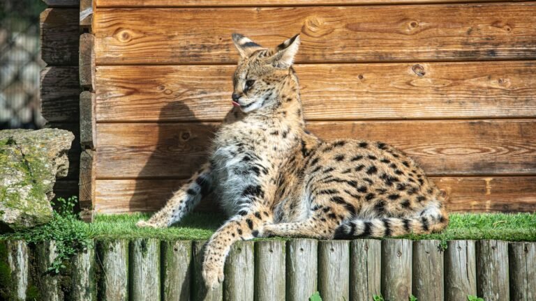 A serval, a medium-sized wild cat, lounging on a grassy platform against a wooden structure. Its spotted coat and slender build are characteristic of an indicator species within the big cat ecosystem.