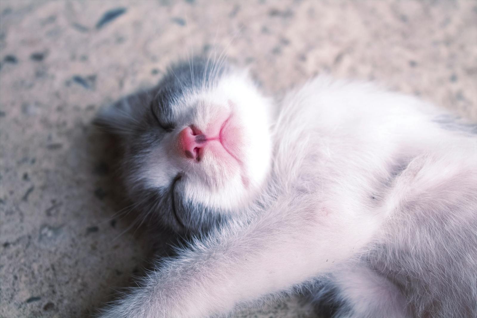 Photo by Lexa Shep Cats dream: Adorable kitten peacefully sleeping, showcasing its cute pink nose and soft fur.