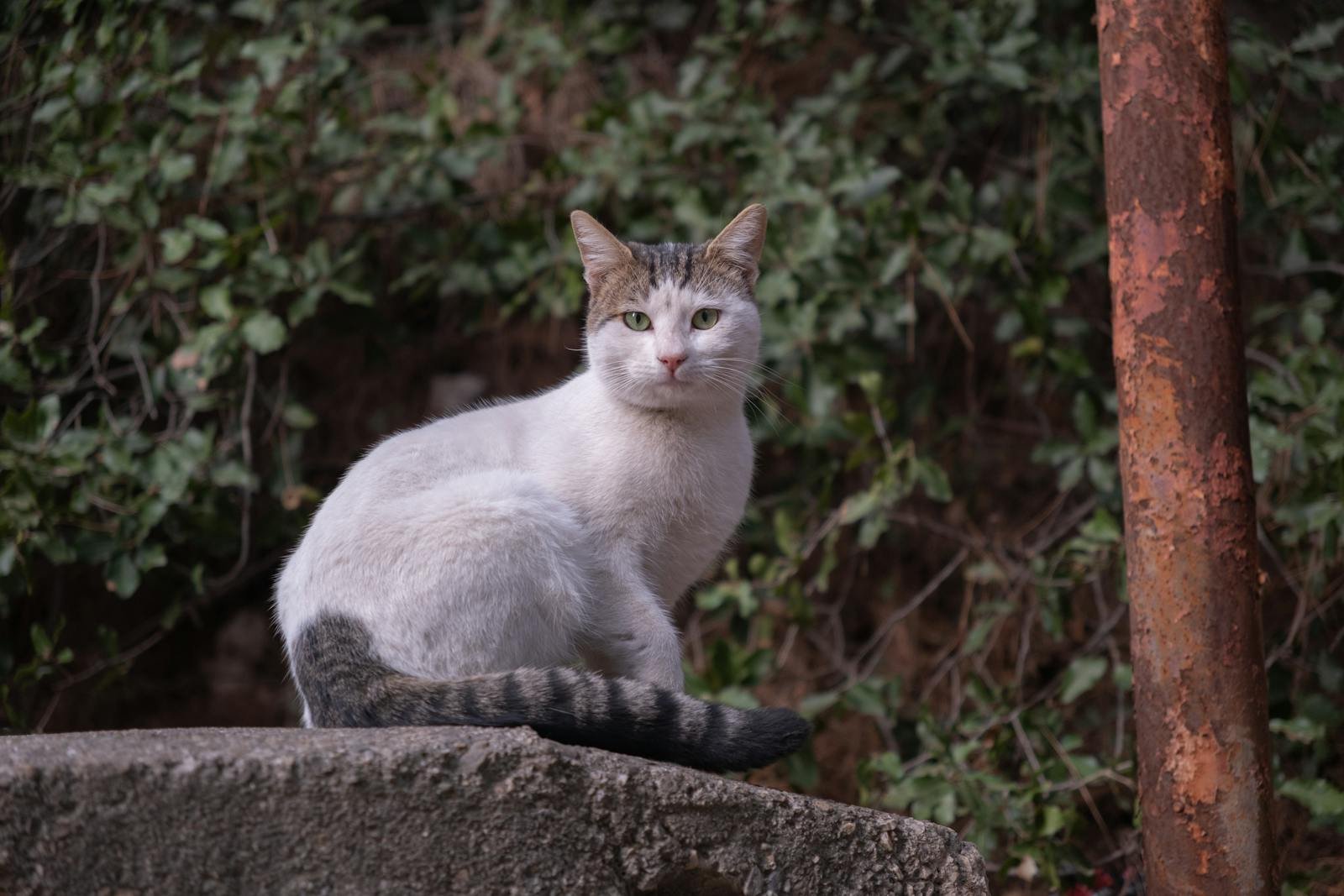 Photo by Doğan Alpaslan Demir Feral cat: A mackerel tabby cat sits gracefully outdoors in a lush İzmir garden.