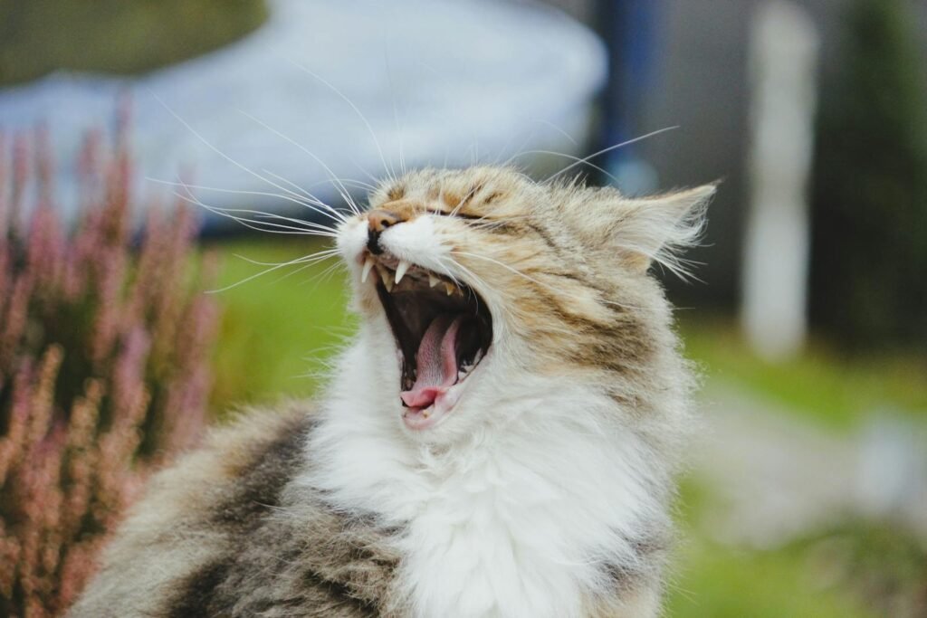 saber toothed cat