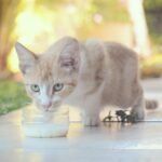cat drinking milk