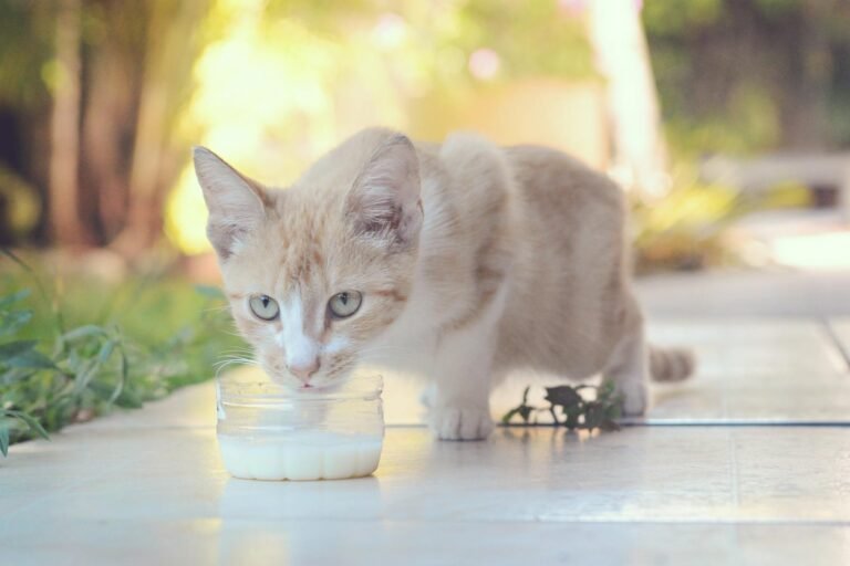 cat drinking milk