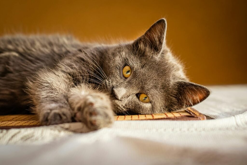 A Chartreux cat with a soft gray coat and bright amber eyes, resting peacefully on a surface with a relaxed expression