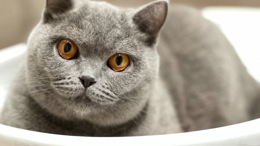 A British Shorthair cat with a plush gray coat and striking amber eyes sitting comfortably in a white sink.