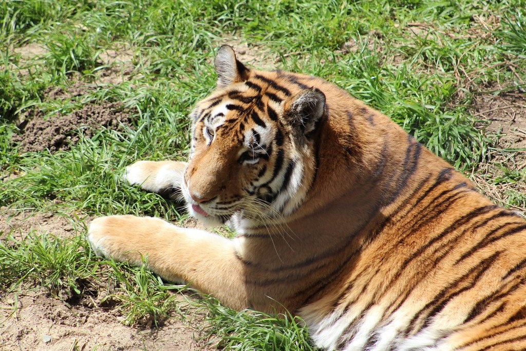 Tiger Rewilding: Tiger laying on the ground
