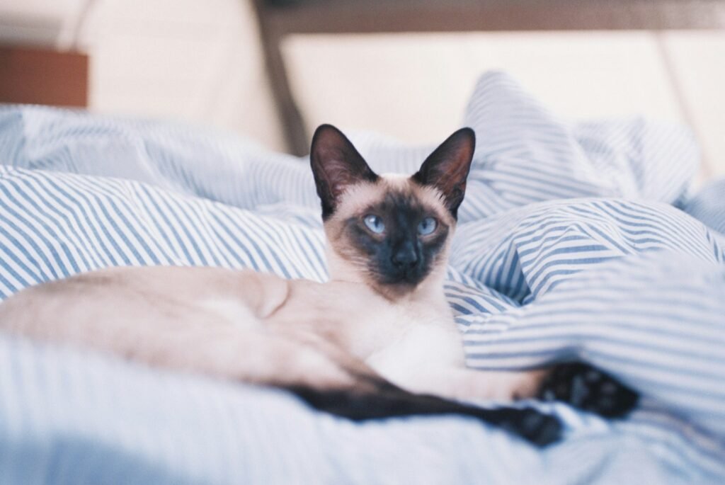 cat introduction: black and gray cat lying on bed