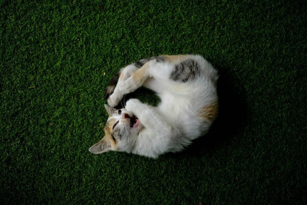 Human emotions: white and brown cat lying on green grass