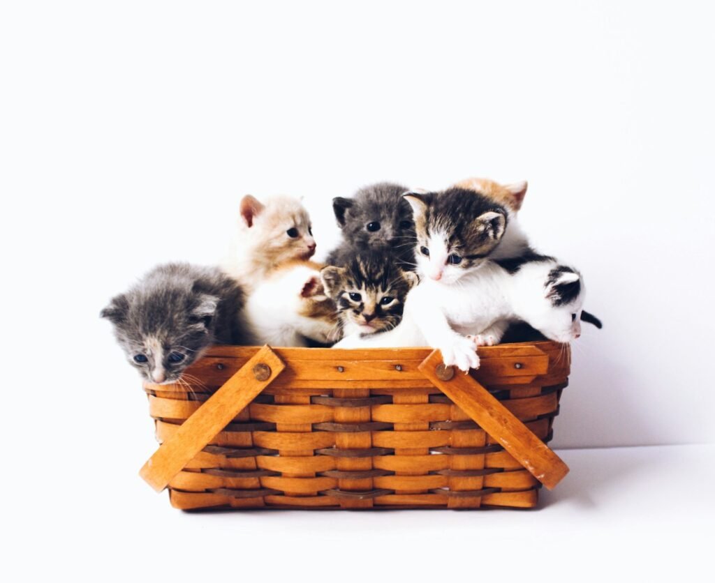 humans: kittens in basket