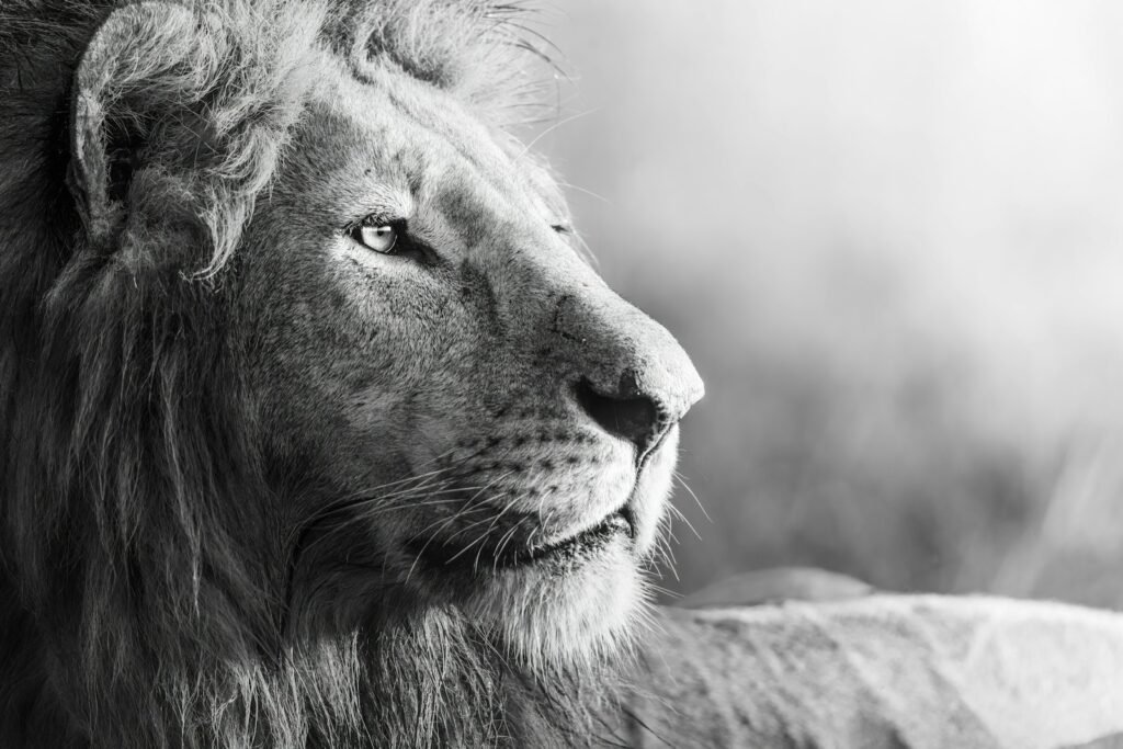 Urban expansion: grayscale photo of lion lying on grass field