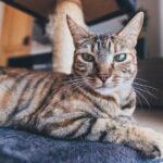 selective focus photography of brown tabby cat