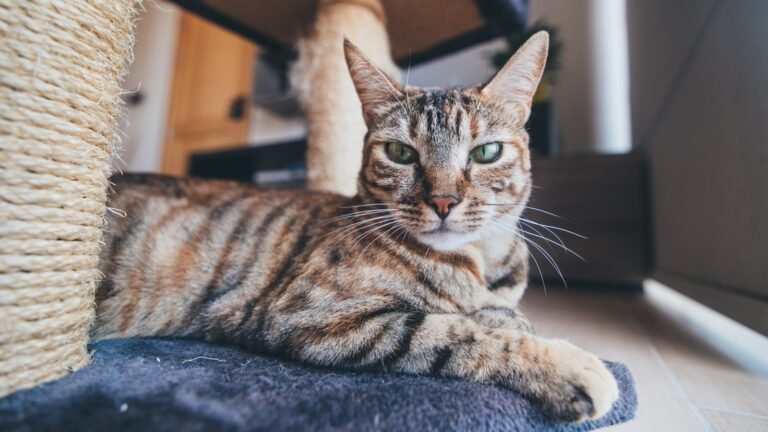selective focus photography of brown tabby cat