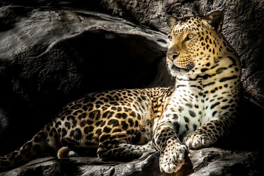 Rituals and Myths: brown leopard on focus photography