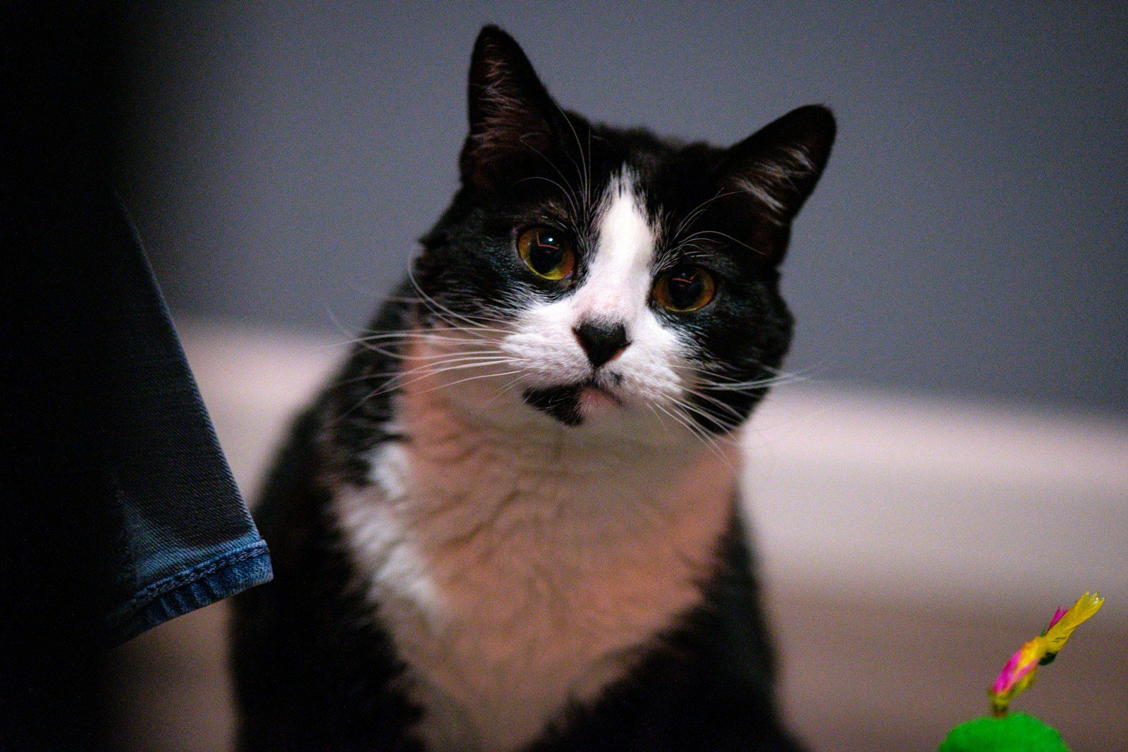 Photo by Jack Plant Cat toys: A black and white cat sitting next to a toy