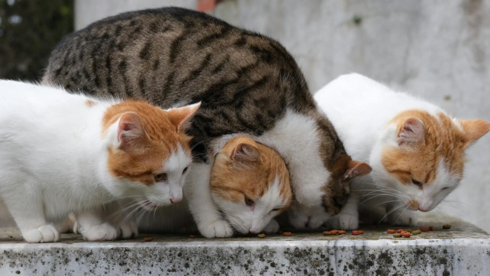 Four cats, including white and orange tabbies as well as a brown and white tabby, gathered together on a concrete surface, eating food with focused attention.
