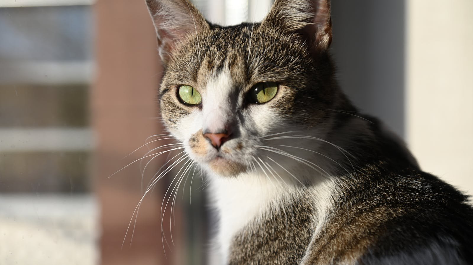 Photo by Sofiia Androshchuk Pest control: Close-up portrait of a green-eyed tabby cat sitting by a sunny window.