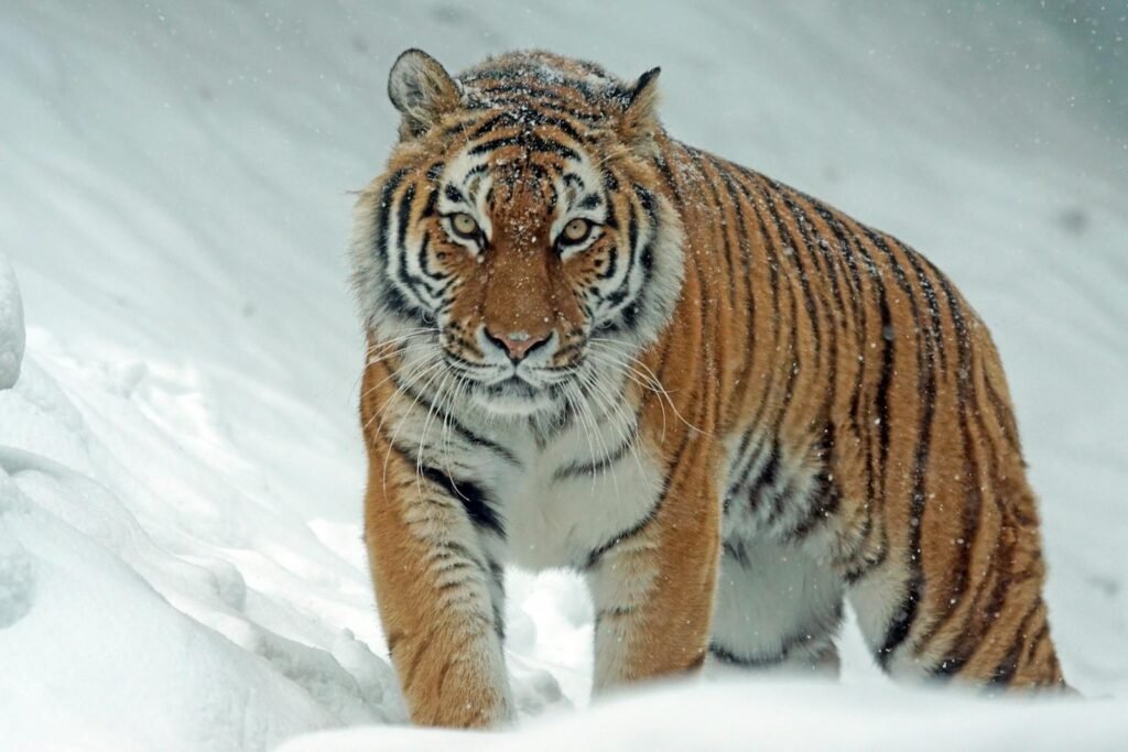 migration: A powerful tiger confidently prowls through a snow-covered landscape, embodying the essence of wildlife in winter.