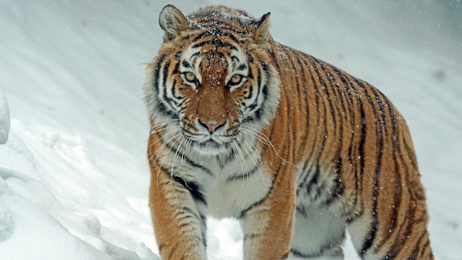 A Bengal tiger walking through a snowy landscape, its orange and black striped coat standing out against the white snow. The tiger's intense gaze is fixed forward, capturing its majestic presence in a wintery setting.