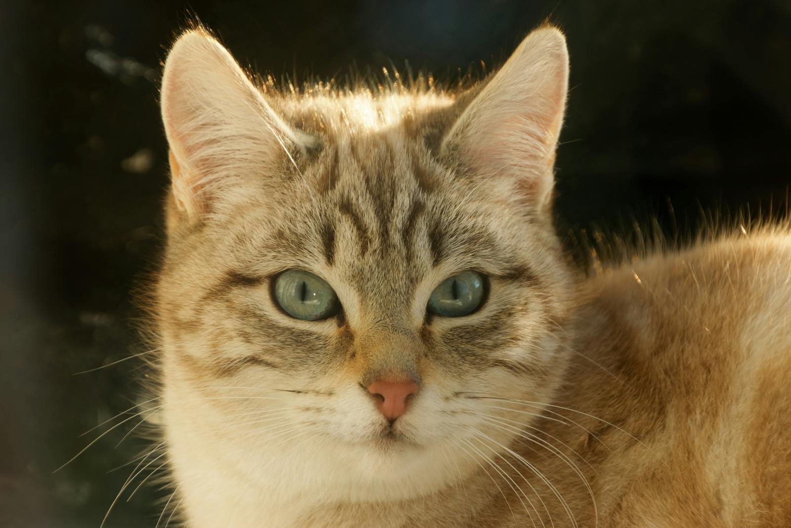 Photo by Fred Augé Pest control: A serene portrait of a domestic cat with bright blue eyes gazing forward