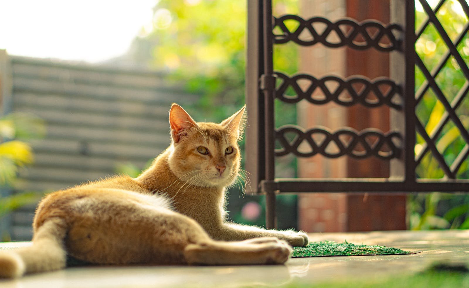 Photo by Nishant Das Pest control: Photography of a brown cat