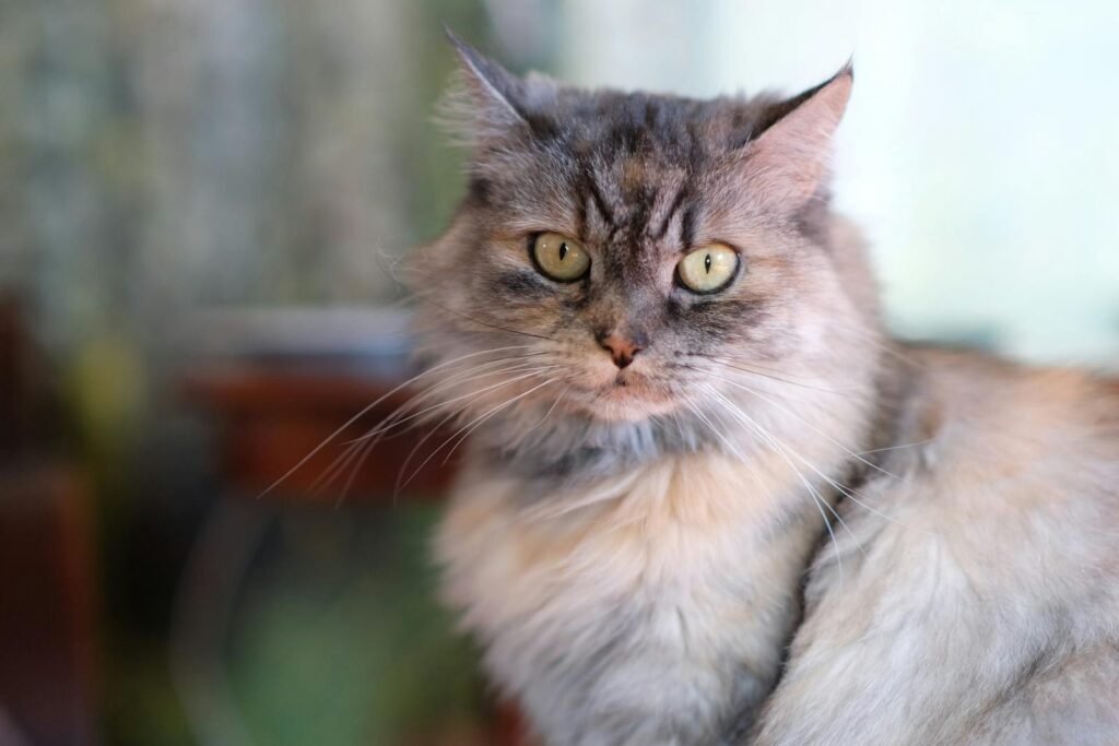 Pest control: A close-up portrait of a fluffy cat with piercing eyes taken indoors.