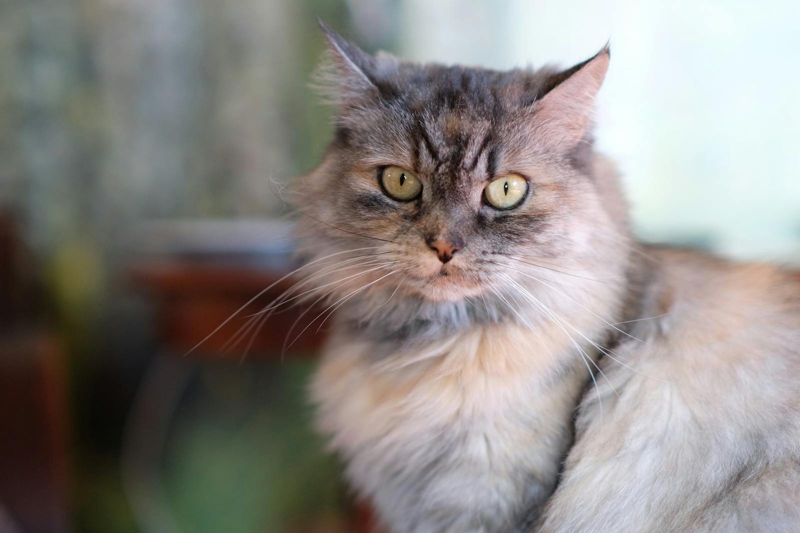 Photo by Roman Biernacki Pest control: A close-up portrait of a fluffy cat with piercing eyes taken indoors.
