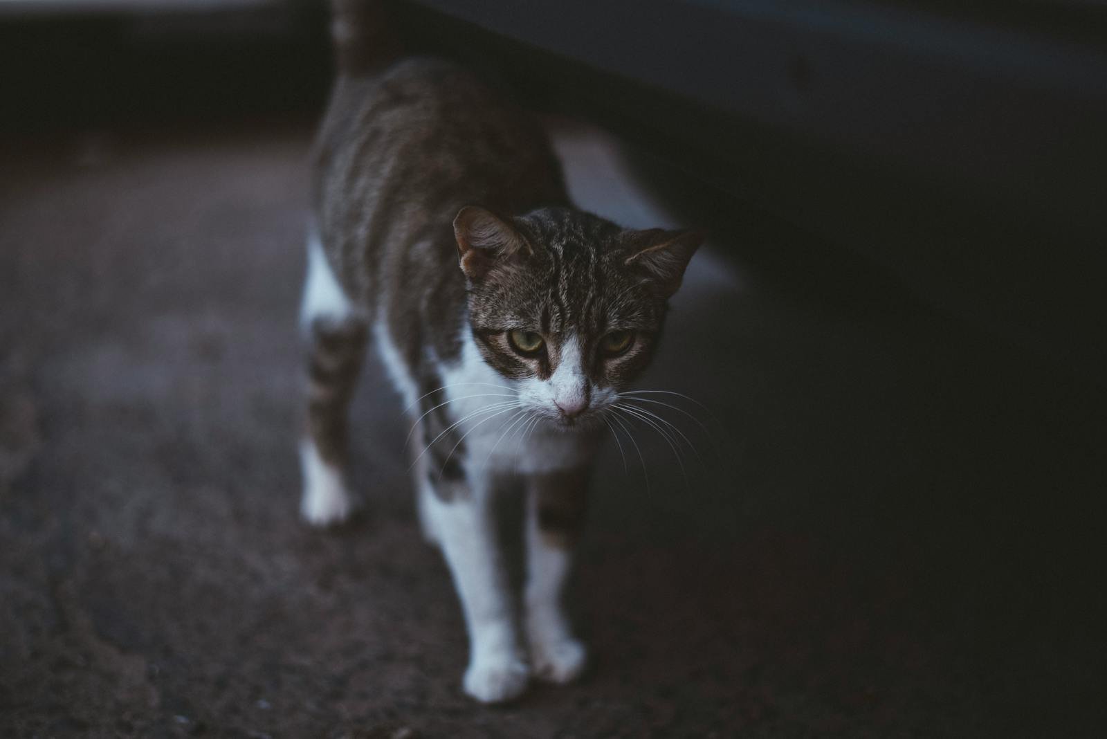 Photo by MAG Photography Pest control: A brown and white cat