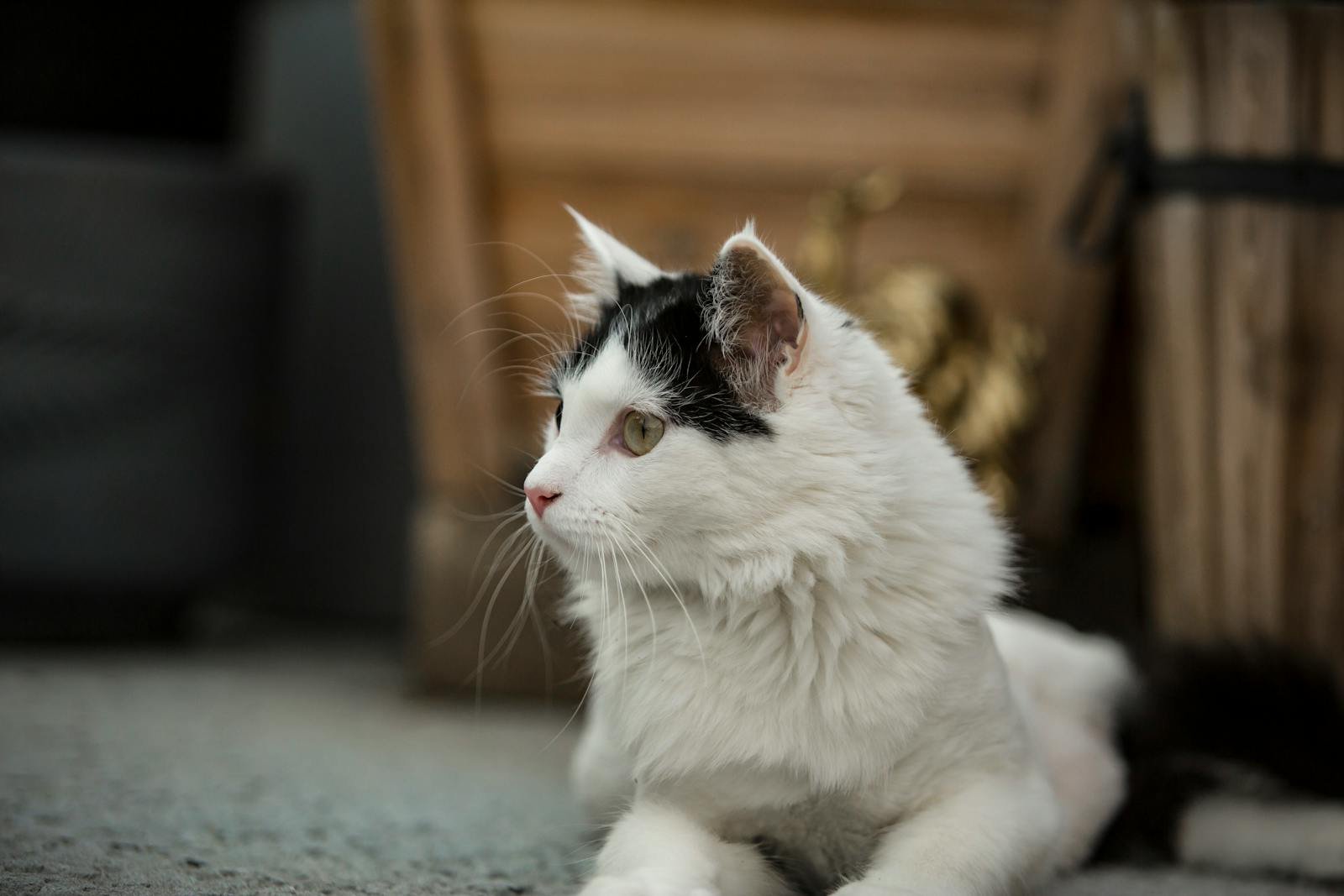 Photo by Stephen Leonardi CAT pest control