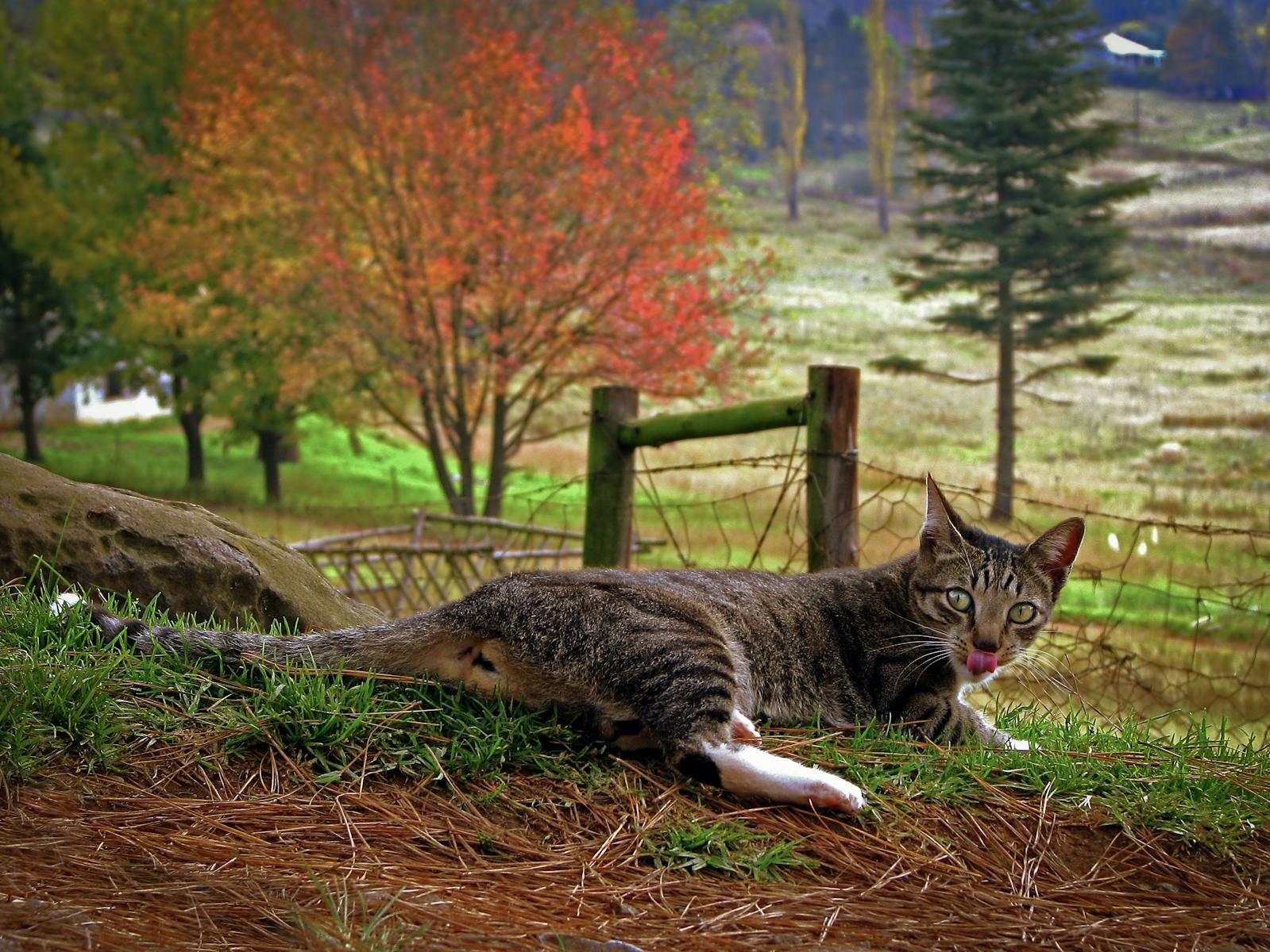 Photo by Andrew Harvard Pest control: A cat lying on grass