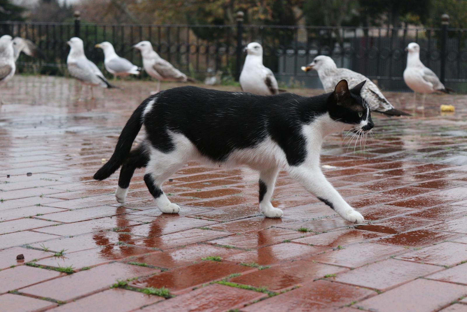 Photo by Meryem Feral cat: A black and white cat walks calmly amidst seagulls on a rain-soaked brick path.