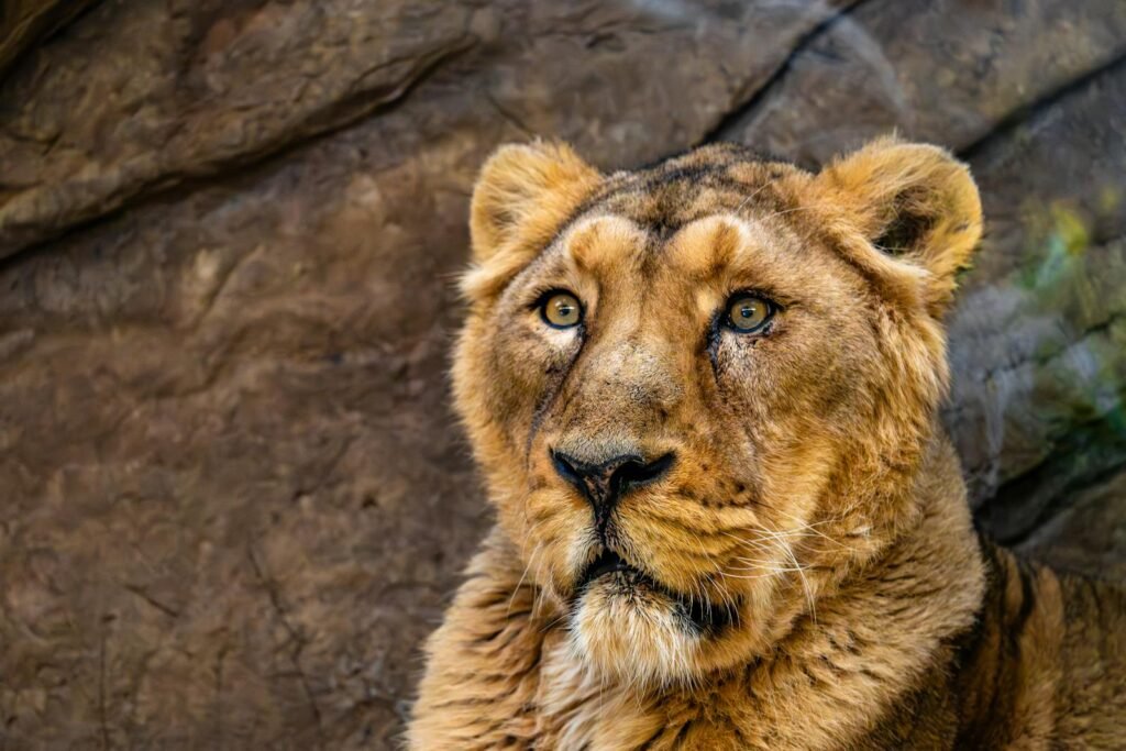 private reserve: Free stock photo of animal, animalinstincts, animalkingdom