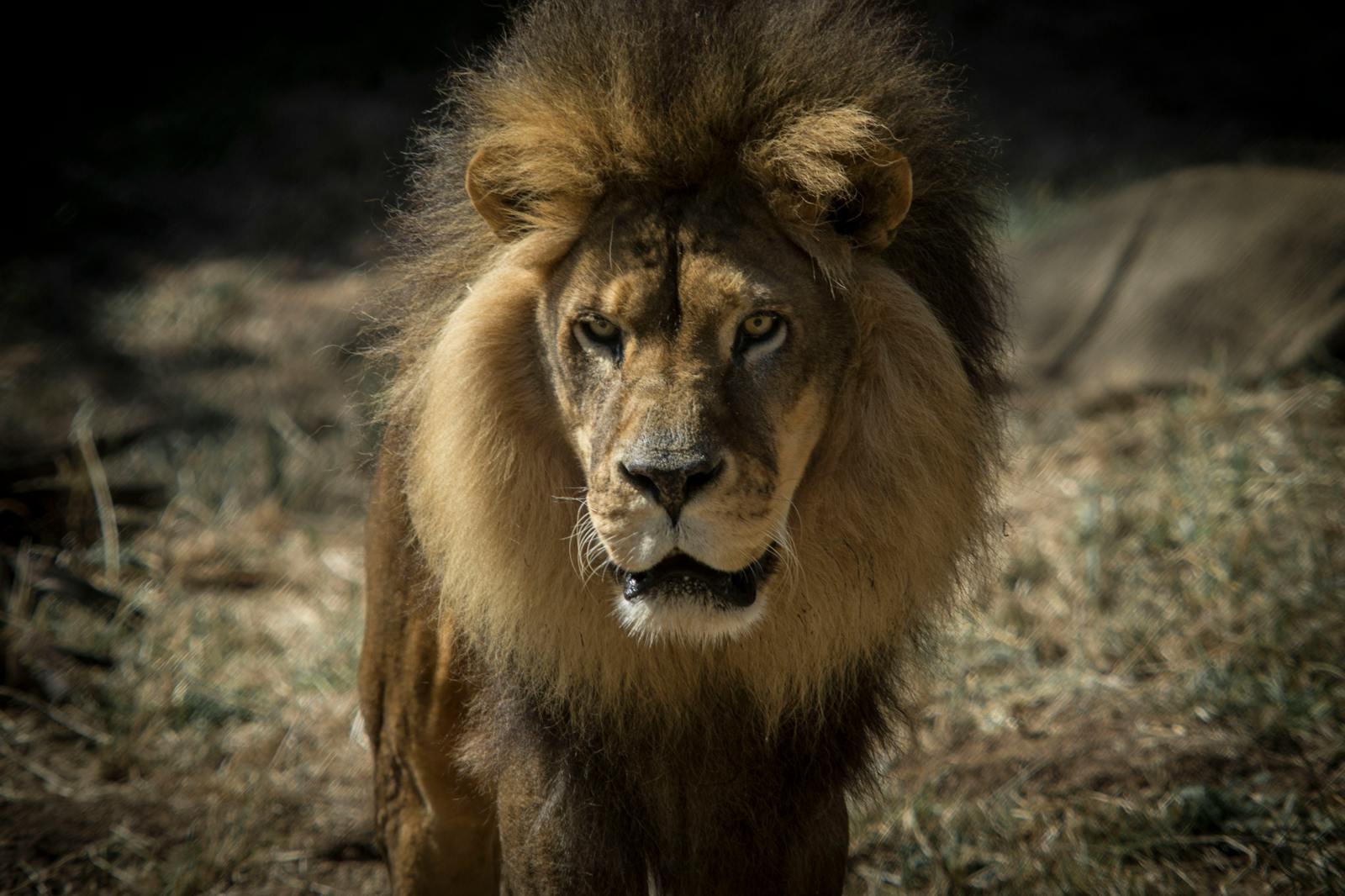 Photo by Stephen Leonardi Lion king