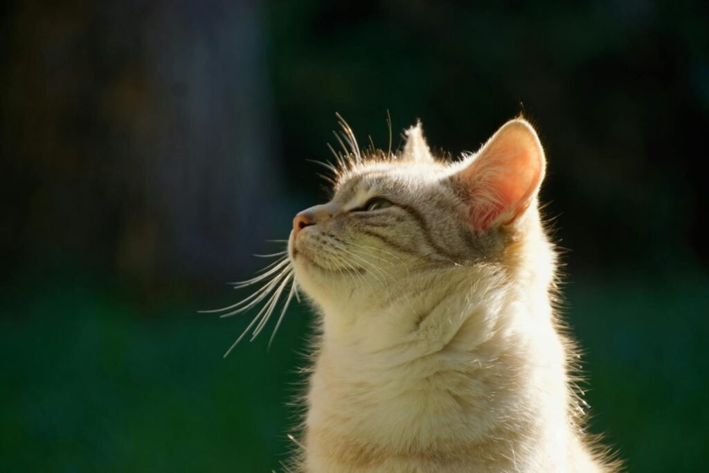 A serene domestic cat basking in the warm sunlight outdoors, enjoying nature.