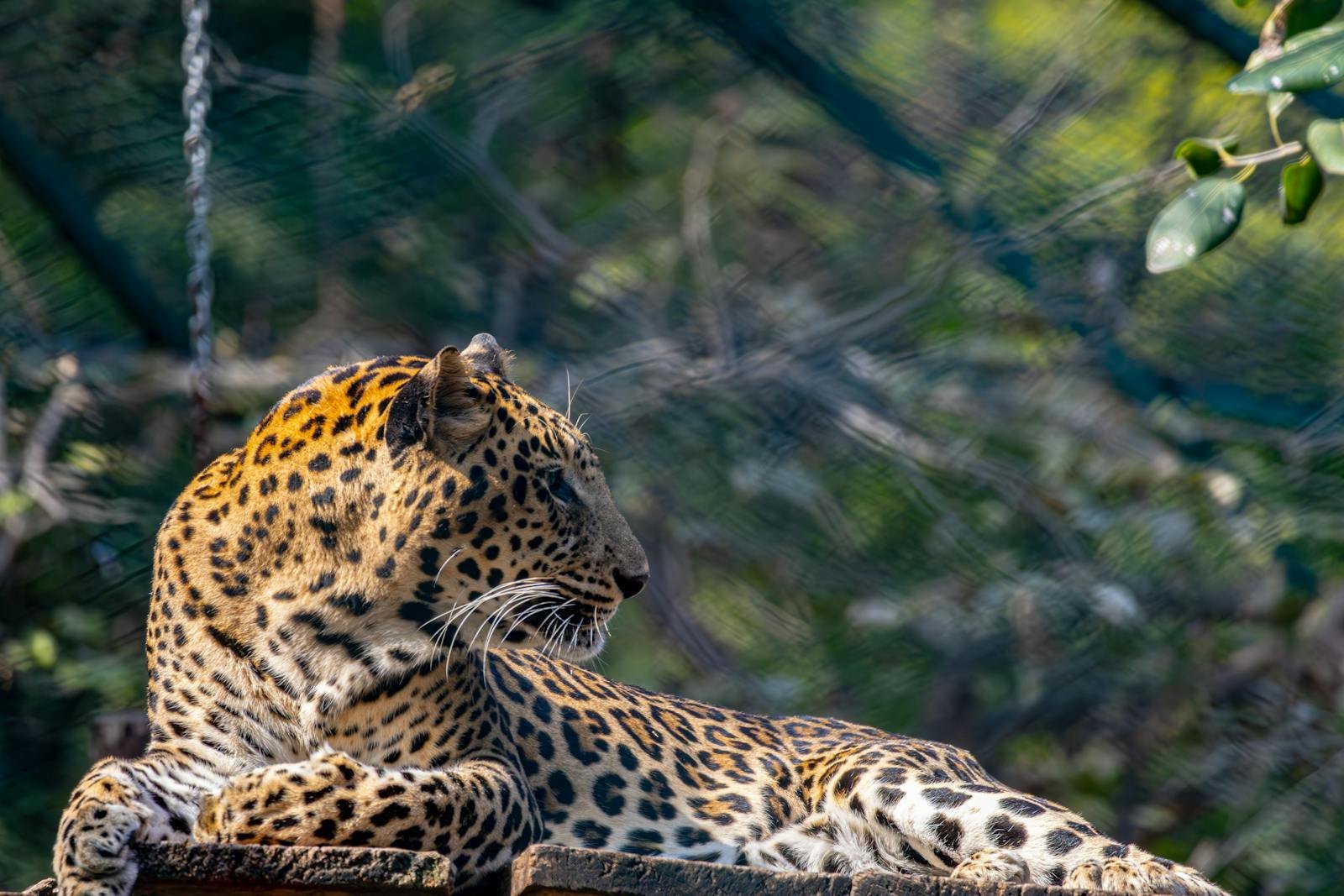 Photo by Regan Dsouza Leopard laying down